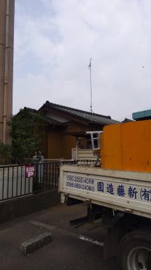 エノキ伐採後