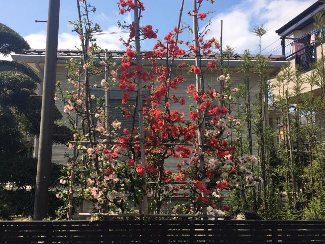 新藤造園自慢のボケの花（咲き分け）
